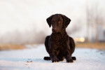 Photo Curly-Coated Retriever
