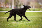 Photo Curly-Coated Retriever