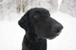 Photo Curly-Coated Retriever