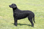 Photo Curly-Coated Retriever