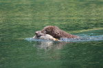 Photo Curly-Coated Retriever