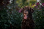 Photo Curly-Coated Retriever