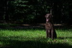 Photo Curly-Coated Retriever