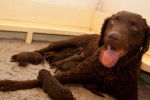 Kita - Curly-Coated Retriever