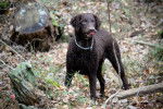 Photo Curly-Coated Retriever