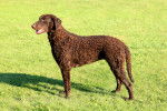 Photo Curly-Coated Retriever