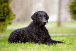 Un Curly-Coated Retriever noir couch&eacute; dans l'herbe