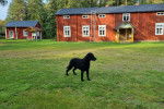 Un Curly-Coated Retriever sur un terrain gazonn&eacute; 