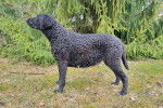 Un Curly-Coated Retriever sur une surface herbac&eacute;e 