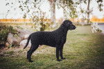 Un Curly-Coated Retriever sur une surface gazonn&eacute;e 