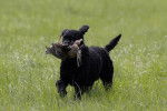 Un Curly-Coated Retriever sur une surface herbac&eacute;e et ayant un oiseau dans sa gueule 