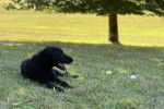 Un Curly-Coated Retriever allong&eacute; sur un surface gazonn&eacute;e 