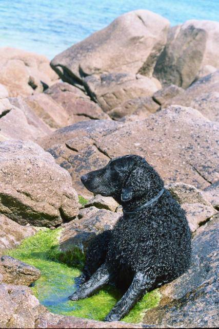 aston - curly coated retriever - Curly-Coated Retriever