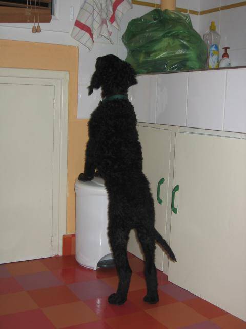 aston - curly coated retriever - Curly-Coated Retriever