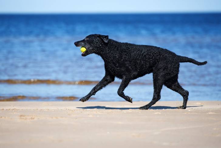 Photo Curly-Coated Retriever