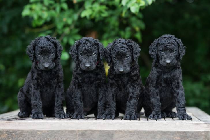 Photo Curly-Coated Retriever