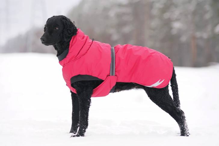 Photo Curly-Coated Retriever