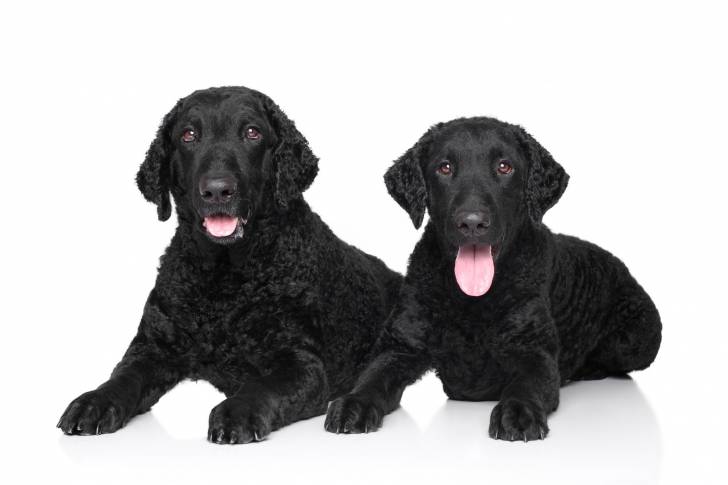 Photo Curly-Coated Retriever