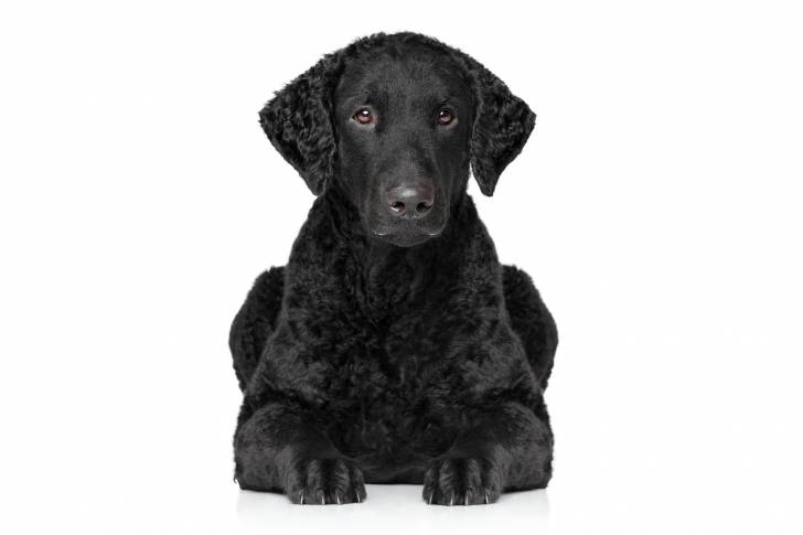 Photo Curly-Coated Retriever