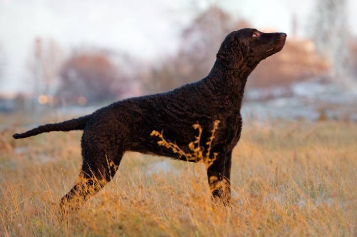Un Retriever à Poil Bouclé noir au milieu d'herbes jaunes