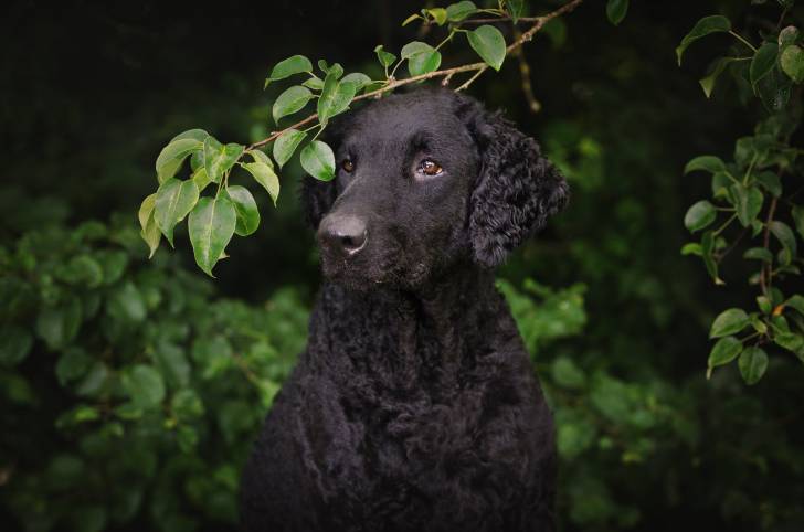 Photo Curly-Coated Retriever
