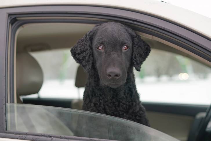Photo Curly-Coated Retriever