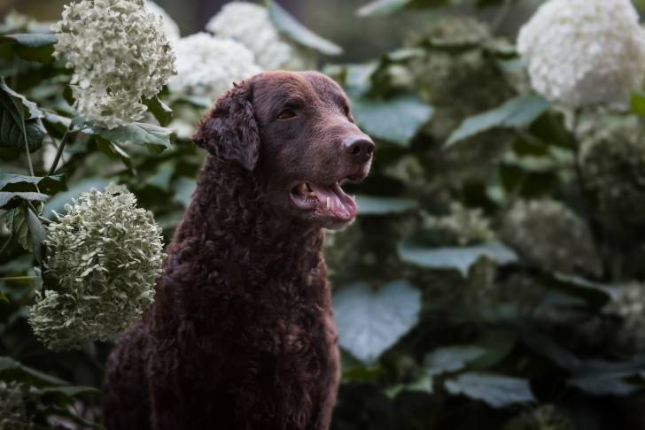Photo Curly-Coated Retriever