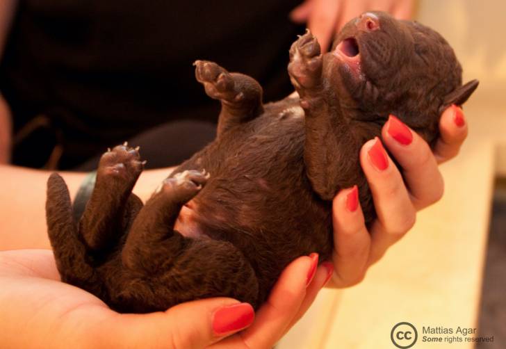 Photo Curly-Coated Retriever