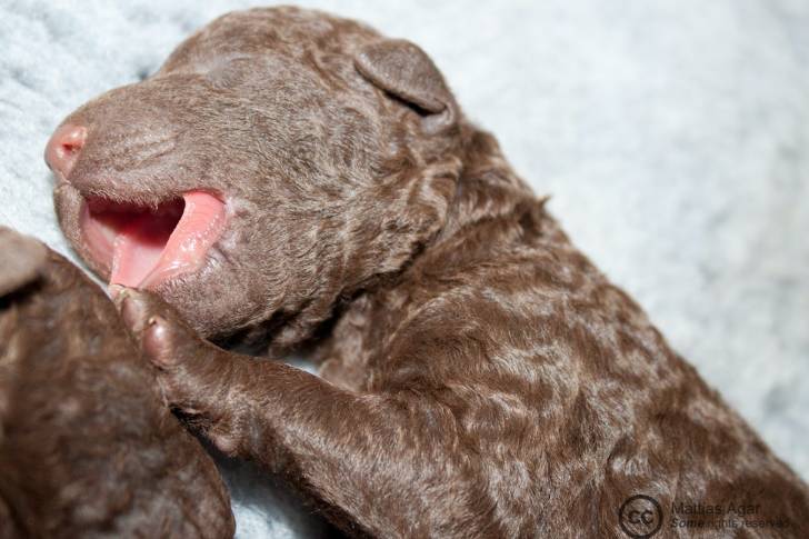 Photo Curly-Coated Retriever