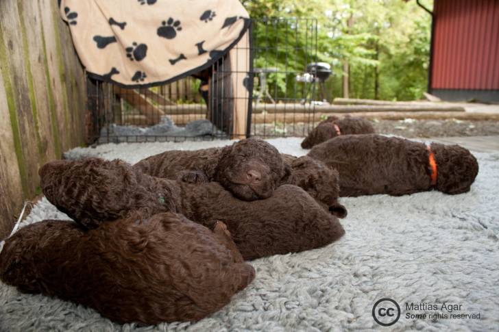 Photo Curly-Coated Retriever