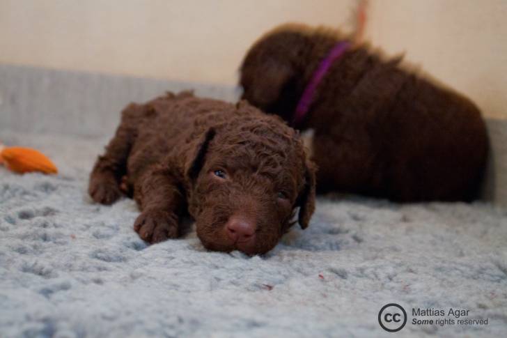 Photo Curly-Coated Retriever
