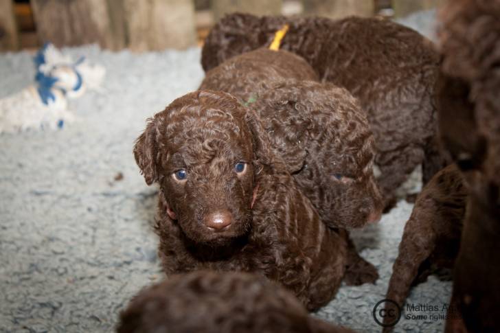 Photo Curly-Coated Retriever