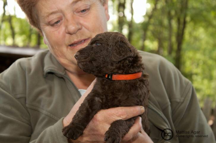 Photo Curly-Coated Retriever