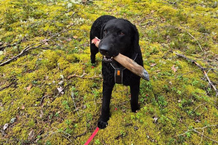 Un Curly-Coated Retriever sur une surface herbacée et qui est tenu en laisse 