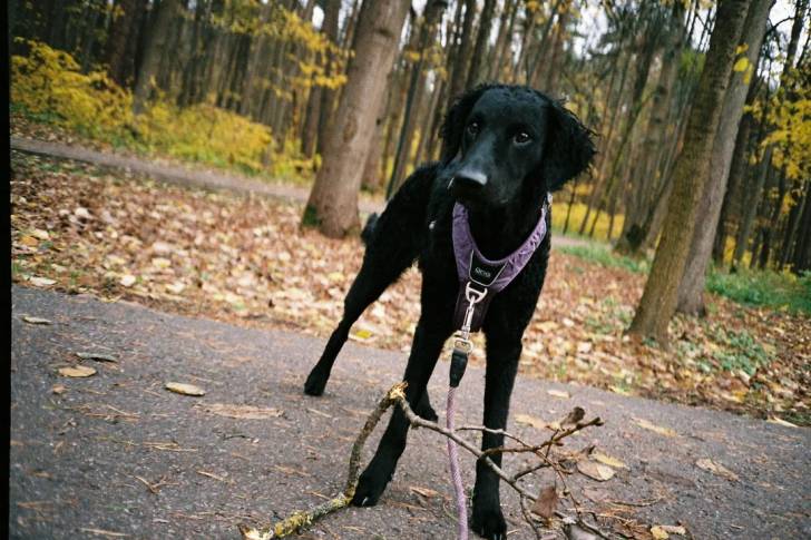Un Curly-Coated Retriever sur une surface bitumée et qui est tenu en laisse 