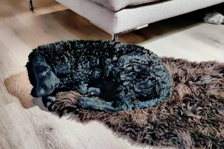 Un Curly-Coated Retriever allongé et semblant détendu