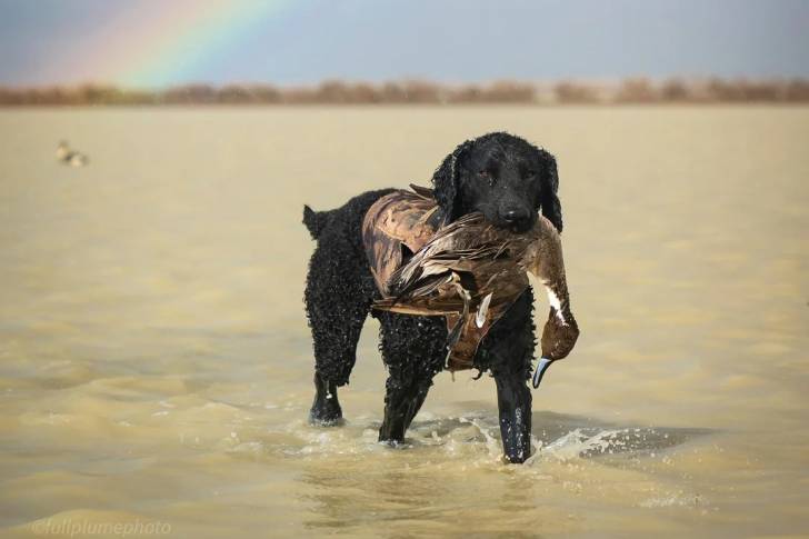 Un Curly-Coated Retriever dans l'eau et ayant la carcasse d'un oiseau dans sa gueule 