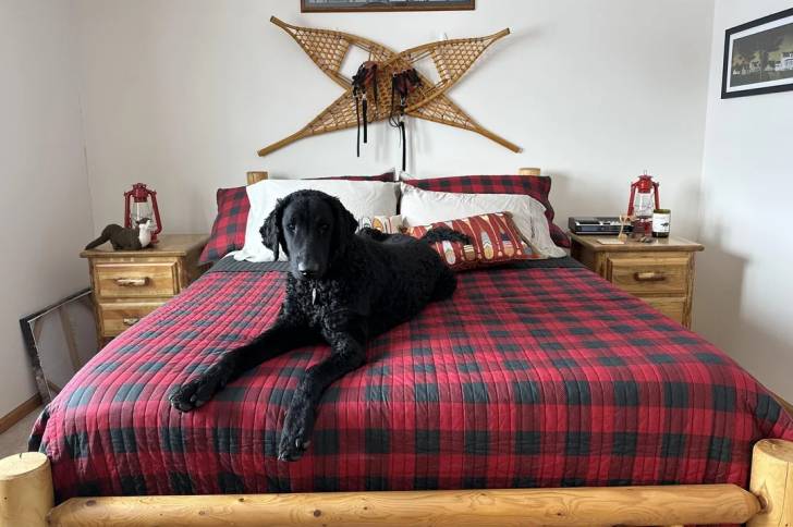 Un Curly-Coated Retriever allongé sur un lit et portant un collier autour du cou 