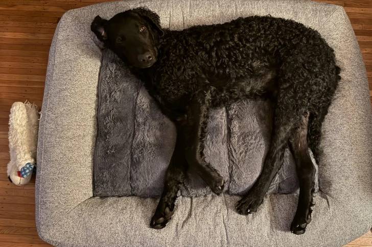 Un Curly-Coated Retriever allongé dans un panier et regardant vers la caméra 