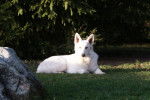 Berger Blanc Suisse Diva - Berger Blanc Suisse