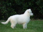 Berger Blanc Suisse - Berger Blanc Suisse