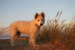 berger blanc suisse - Berger Blanc Suisse