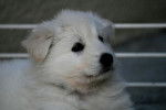Photo Berger Blanc Suisse : E'FLOCON - Berger Blanc Suisse