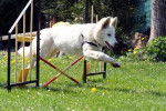 E'Flocon des Ecrins de Sirius en agility - Berger Blanc Suisse