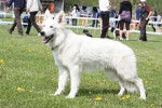 E'Flocon des Ecrins de Sirius - Berger Blanc Suisse