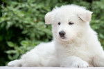 Beau chiot Berger Blanc Suisse de kenza - Berger Blanc Suisse