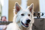 Photo Berger Blanc Suisse