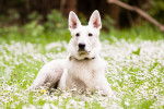 Un Berger Blanc Suisse allongé dans un champ de fleurs