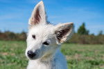 Un jeune Berger Blanc Suisse qui penche la tête sur le côté
