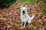 Un Berger Blanc Suisse  assis sur des feuilles d'automne